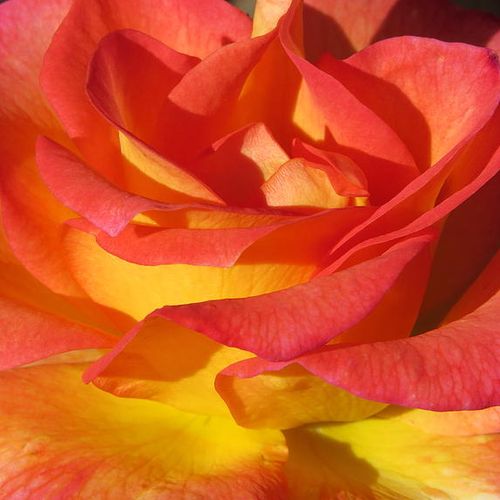 Sárga - Rózsa - Autumn Sunset - Online rózsa vásárlás